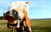 lachendes Pferd